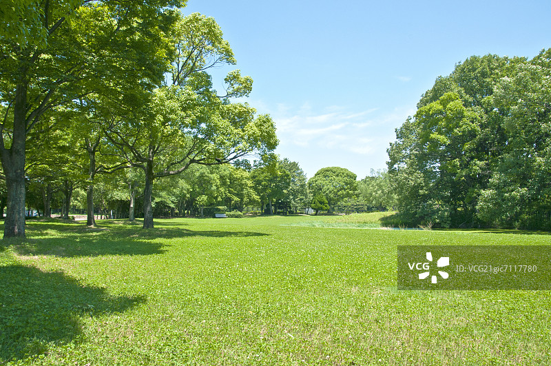 树木和草原图片素材