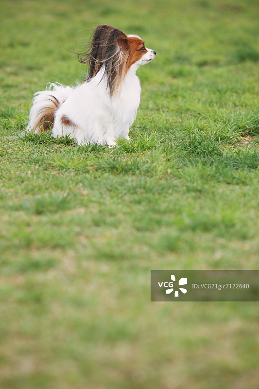 停留在草地上的蝴蝶图片素材