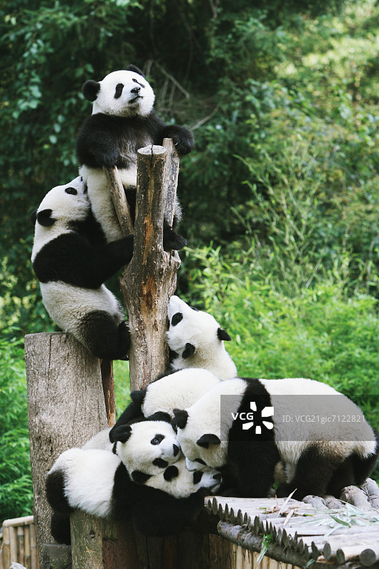 大熊猫图片素材