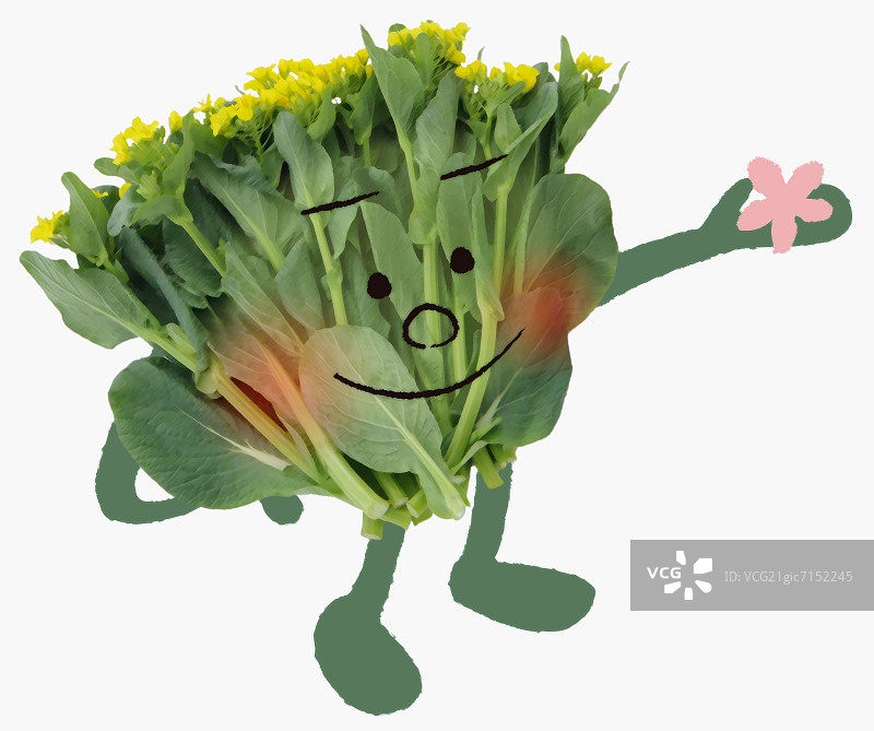 日本芥菜菠菜插画图片素材