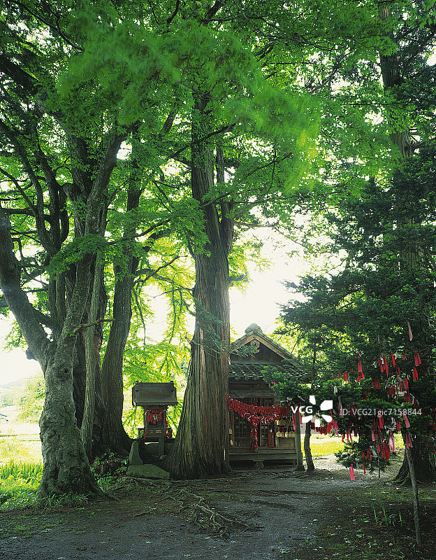 日本岩手县远野市的森林神社图片素材