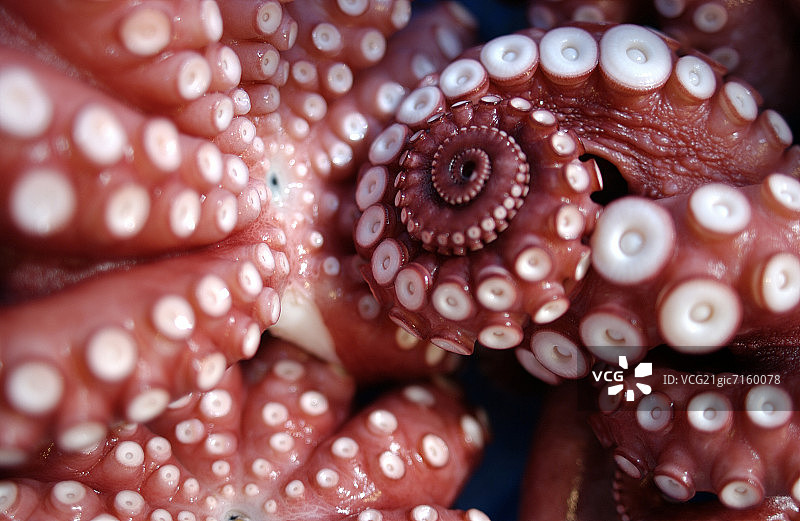 章鱼吸盘特写图像图片素材