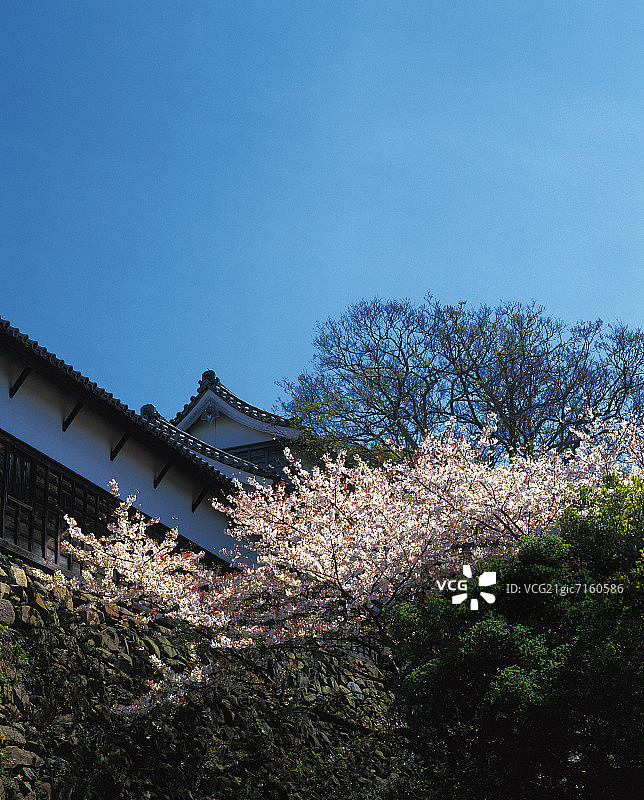 福冈城樱花，日本福冈市图片素材