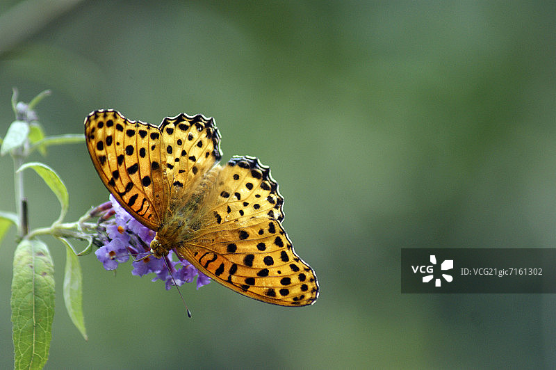 贝母花和蝴蝶灌木图片素材
