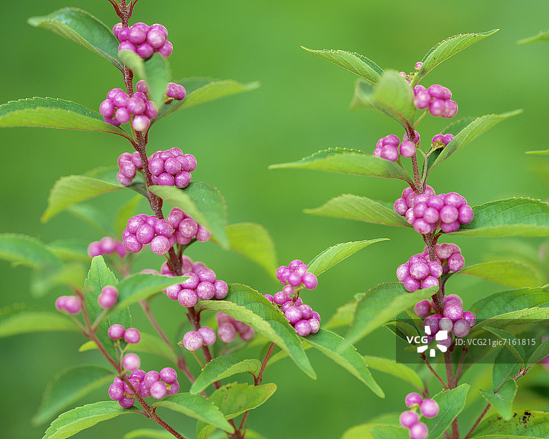 日本紫珠图片素材