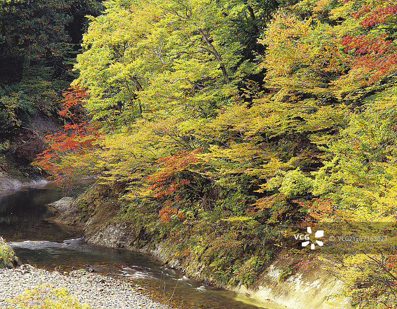 日本青森县八甲田山秋季溪流图片素材
