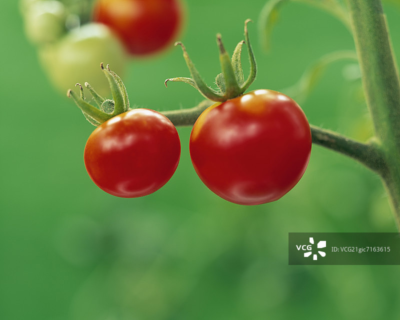 番茄植株图片素材