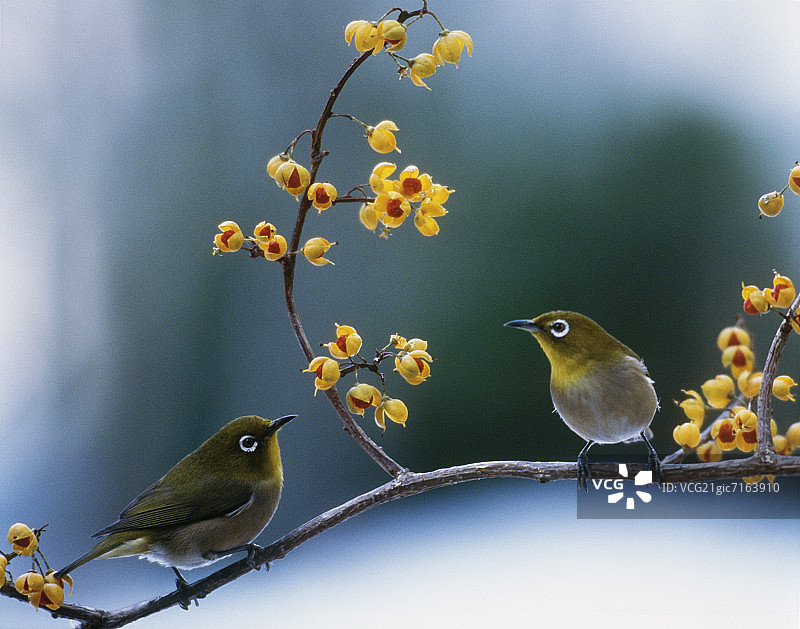 栖息在卫矛树上的日本白眼鸟，日本神奈川县横滨市图片素材