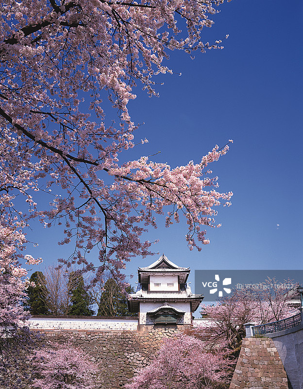 樱花树和金泽城，日本石川县金泽市图片素材