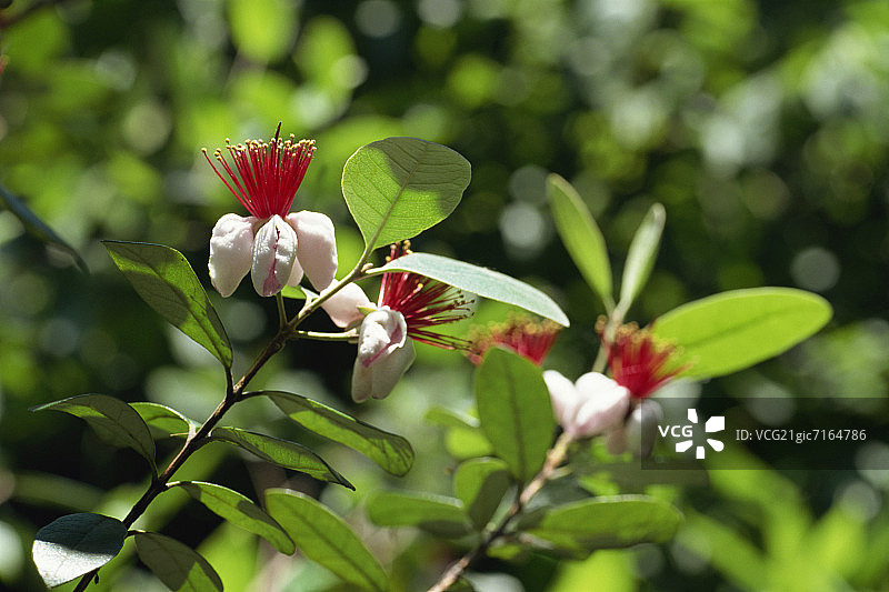 斐济果花图片素材