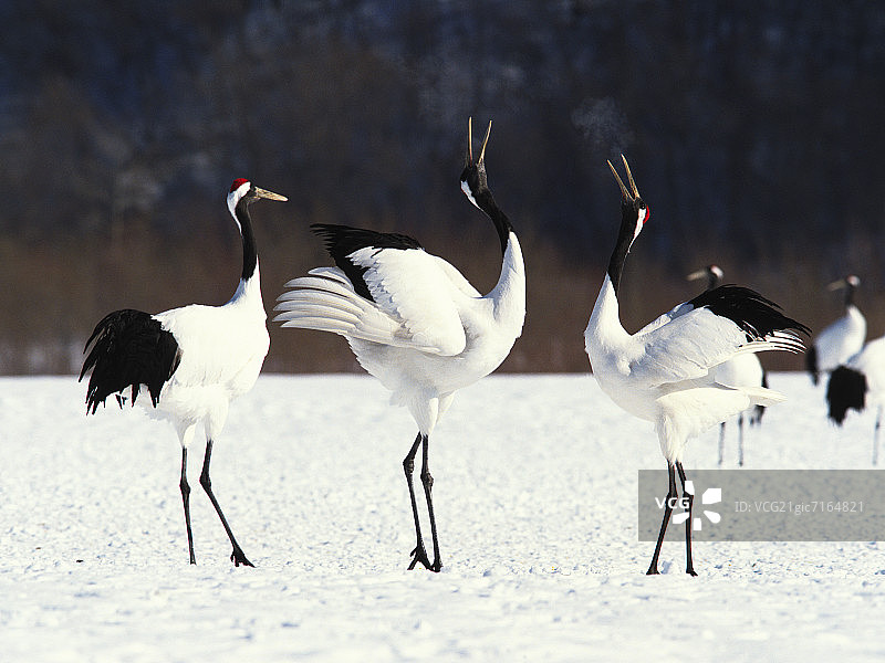 丹顶鹤图片素材