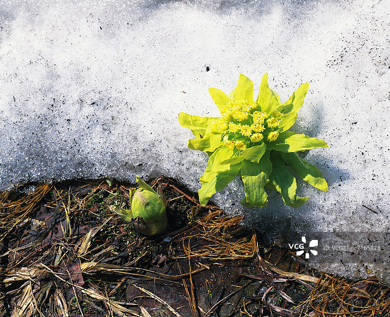 冰冻地面上的蜂斗菜，日本长野县图片素材