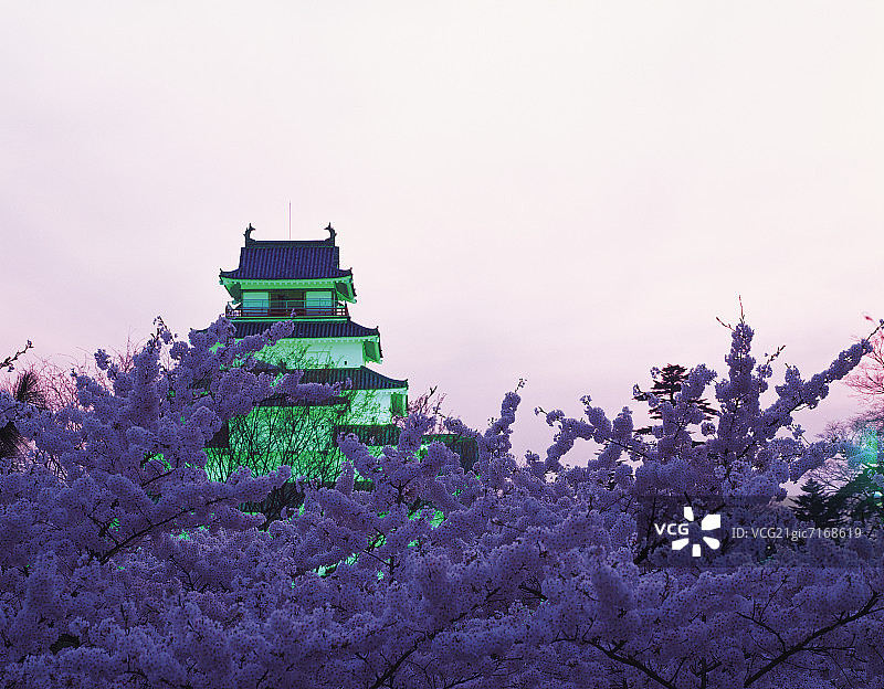 会津若松城与樱花，日本福岛县会津若松市图片素材