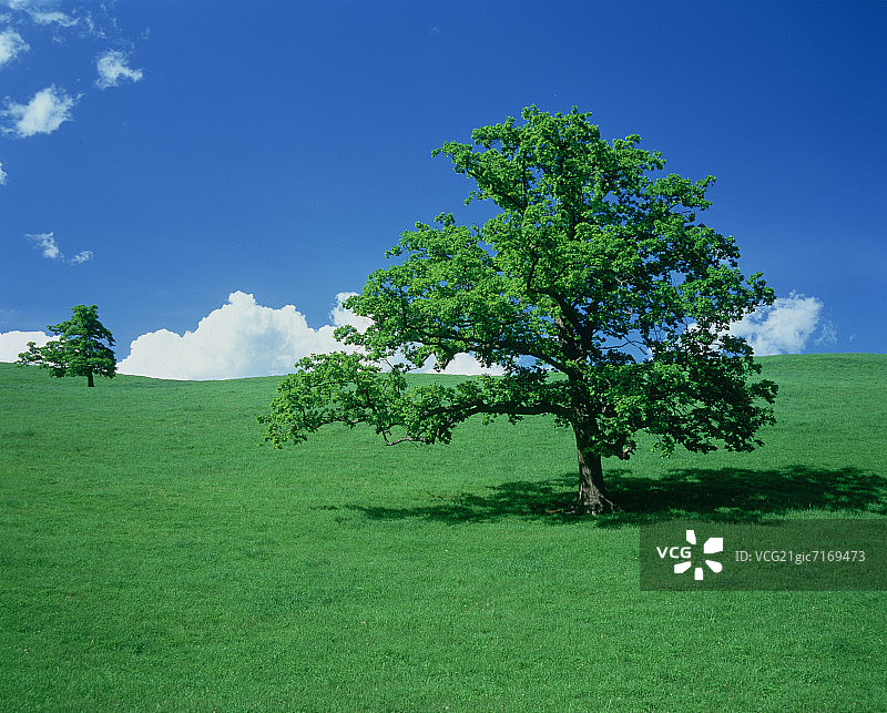 田野中的两棵橡树，日本北海道上士幌町图片素材