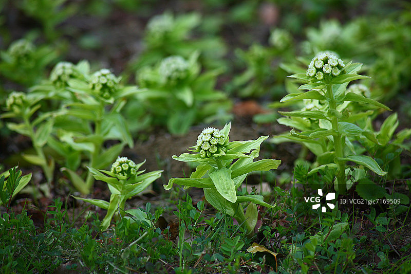 蜂斗菜图片素材