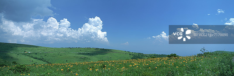 日本长野县雾峰高原的萱草花图片素材
