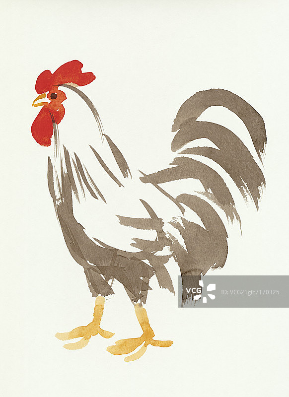 水彩公鸡图片素材