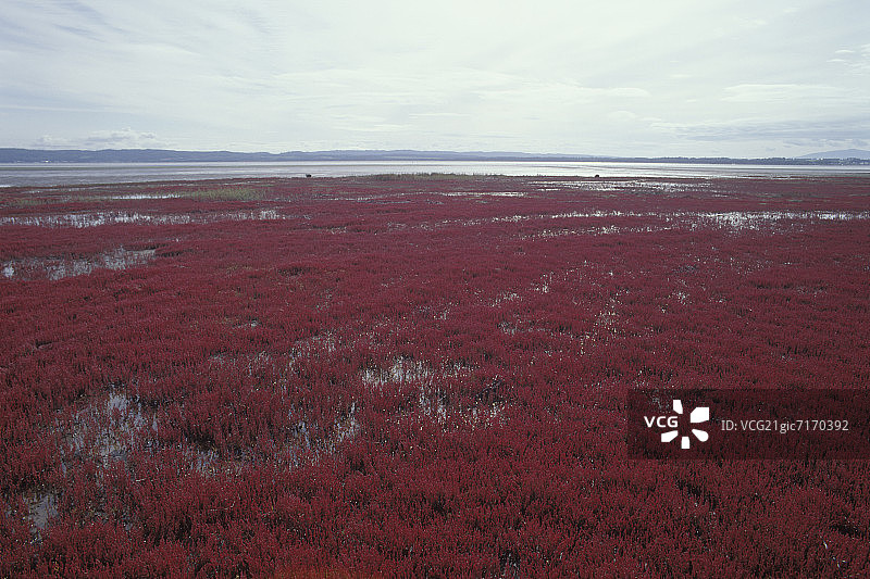 碱蓬草图片素材