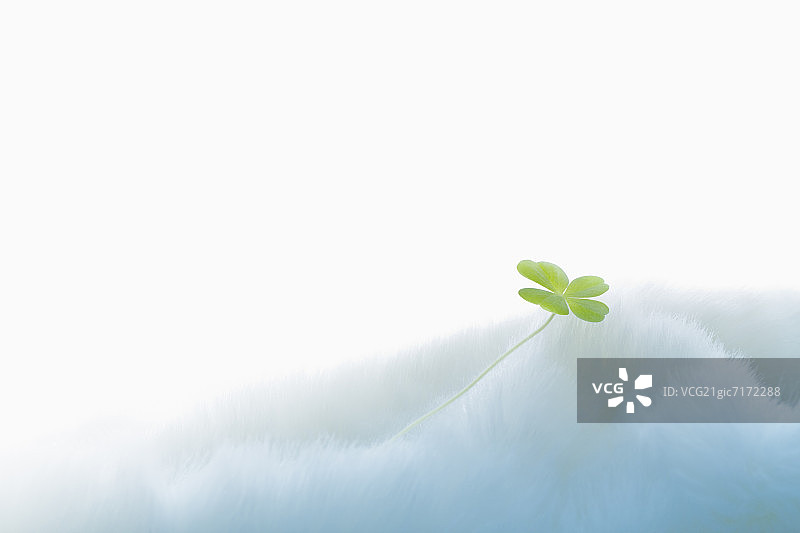 白色毯子上四叶草，白色背景，留白图片素材