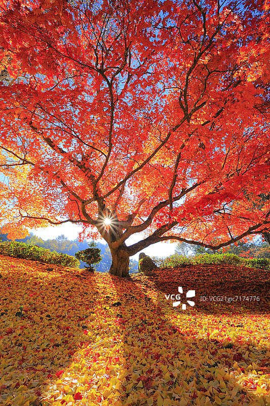 日本长野县的日本枫树图片素材