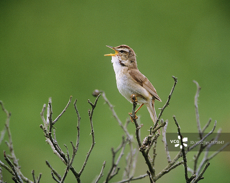 在光秃秃的树枝上鸣叫的黑眉苇莺图片素材