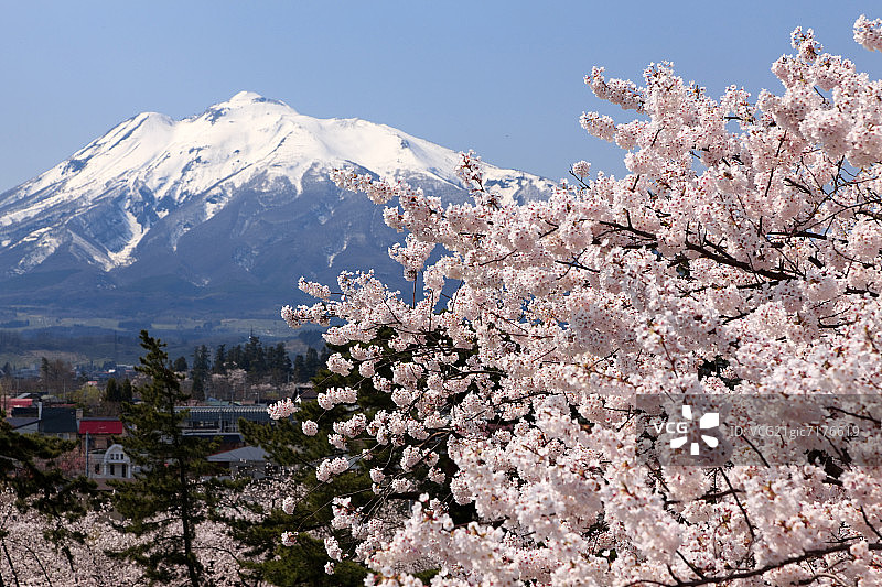 日本本州岛青森县岩木山与樱花图片素材