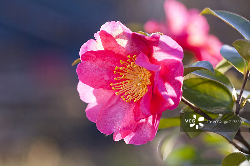 山茶花油茶图片素材