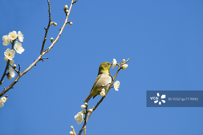 日本暗绿绣眼鸟吃梅花图片素材
