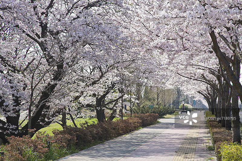 日本东京多摩市的樱花树小路图片素材