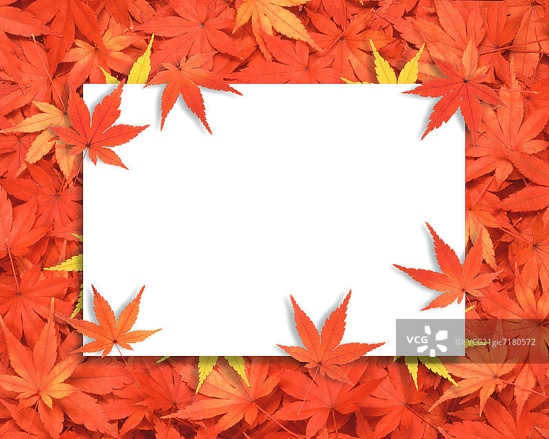 空白板和日本枫叶图片素材