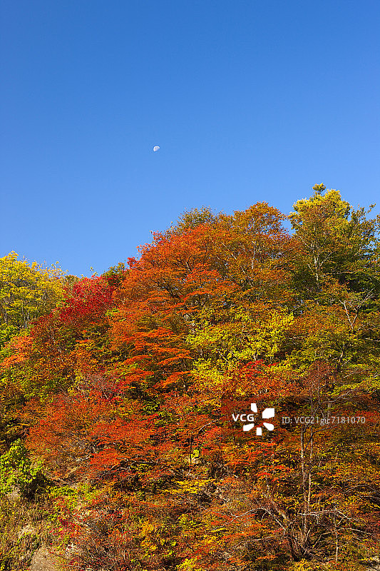 秋季白神山地，日本青森县图片素材
