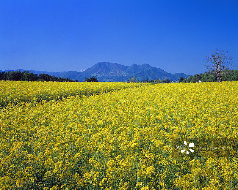 日本长野县饭山市油菜花田图片素材