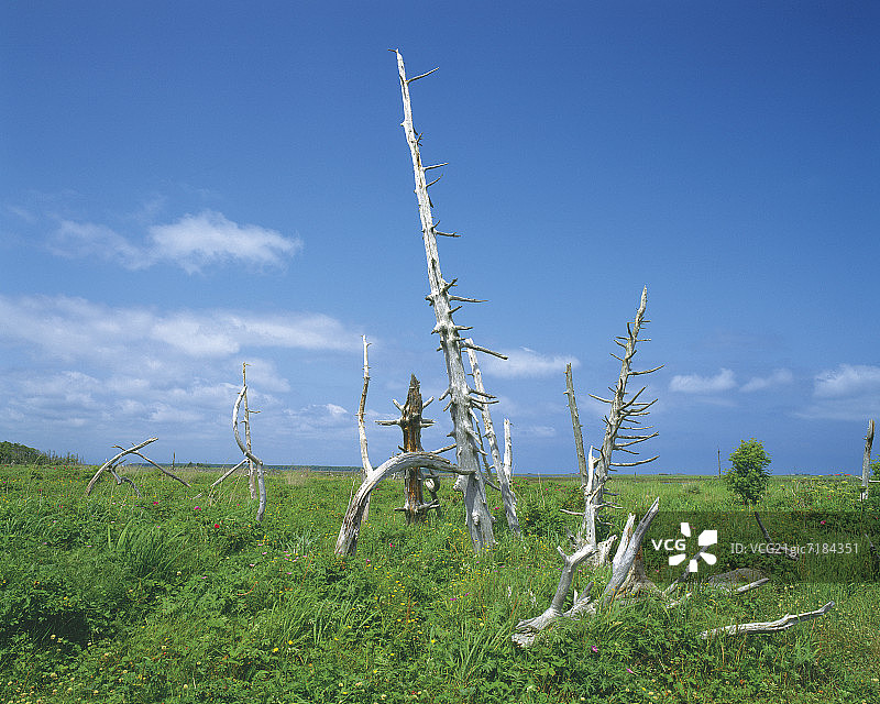 日本北海道的涛沸湖原生花园图片素材