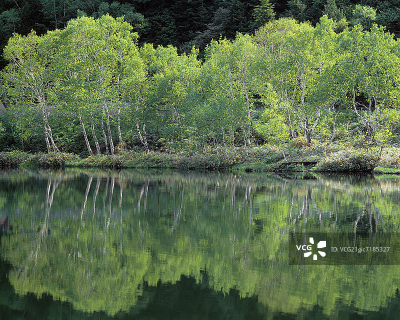 日本长野县山之内志贺高原木户池塘中倒映的树木图片素材