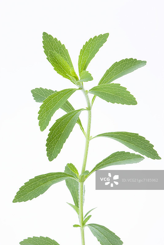 甜叶菊图片素材