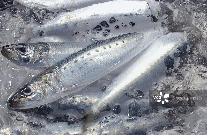 冰水中的沙丁鱼特写图片素材