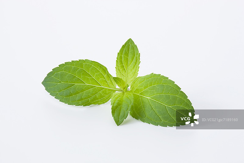 薄荷图片素材