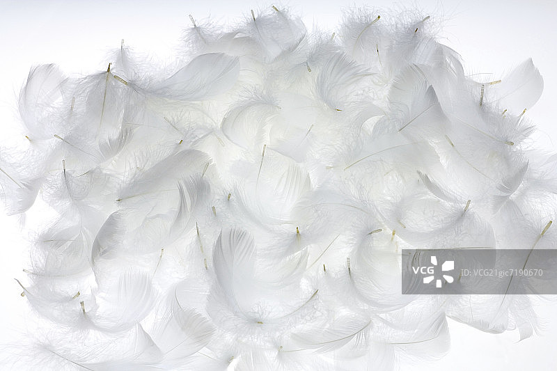 白色羽毛白色背景图片素材