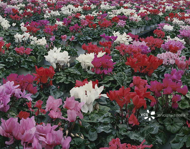 桌子上的盆栽仙客来图片素材