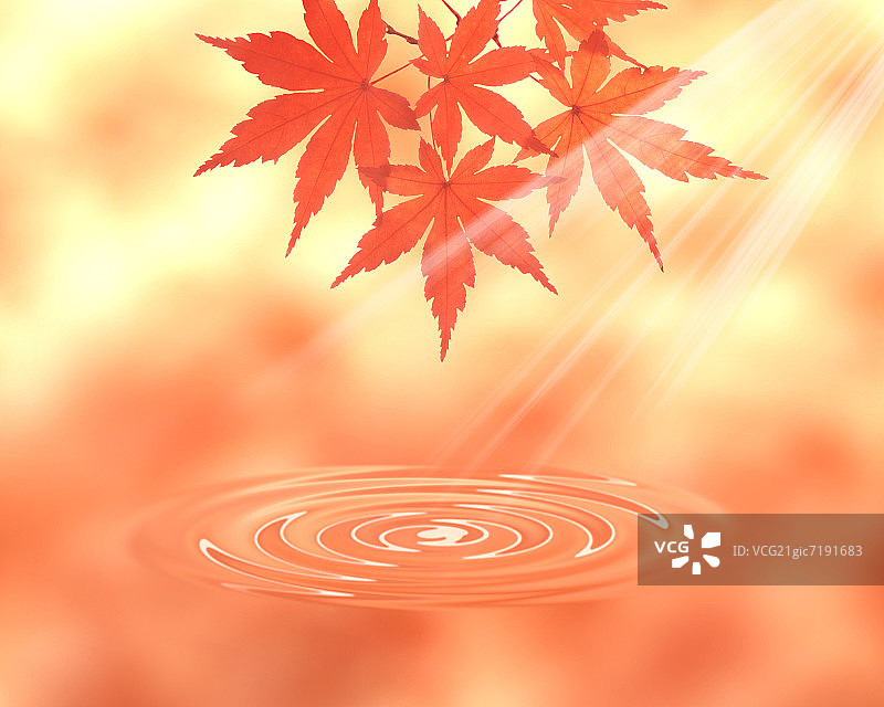 日本枫树与涟漪水面图片素材