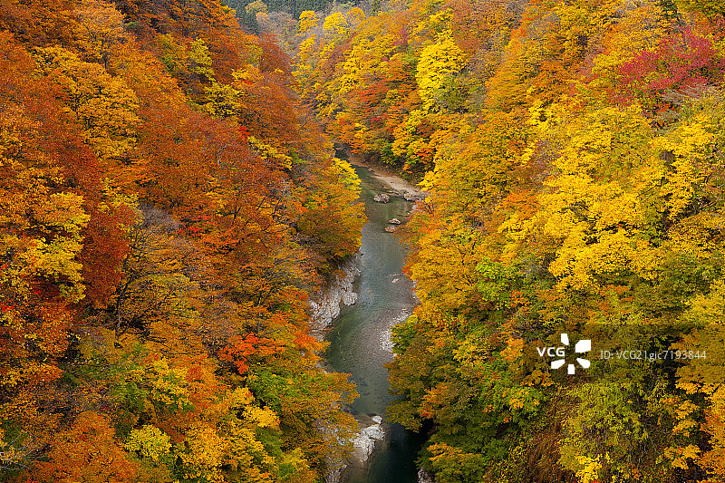河流穿过日本秋田县汤泽秋季的树木覆盖山脉。图片素材