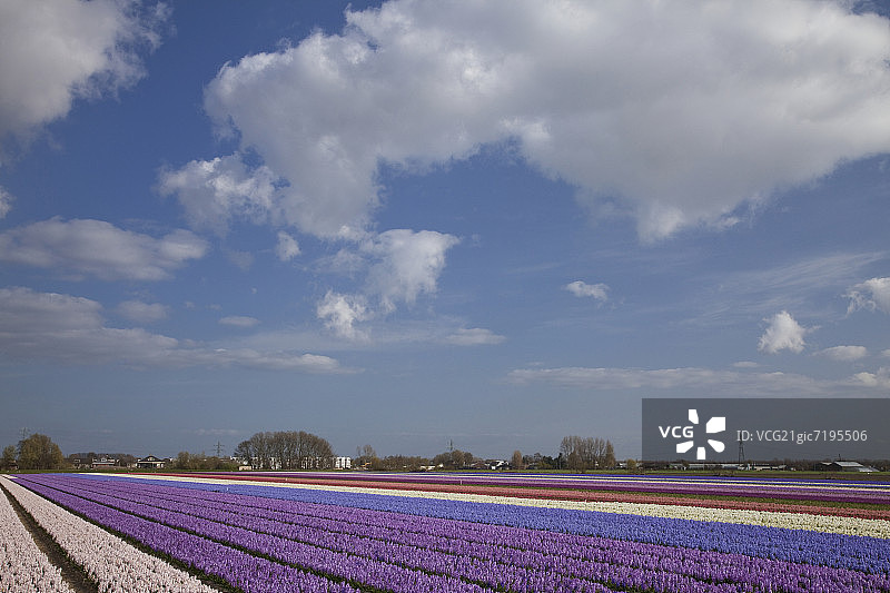 风信子花田图片素材