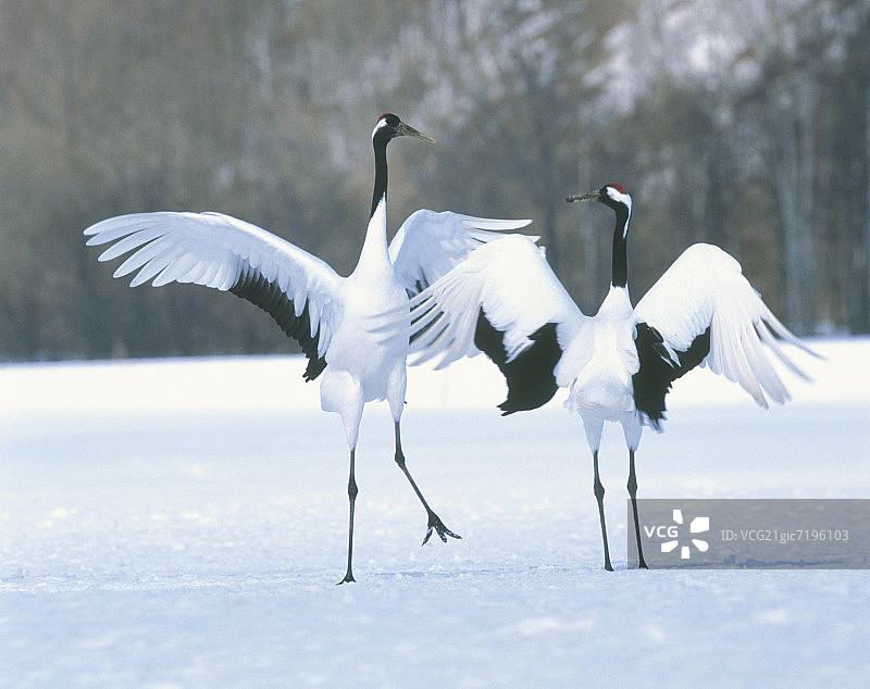 求偶的日本鹤, 钏路, 北海道, 日本图片素材