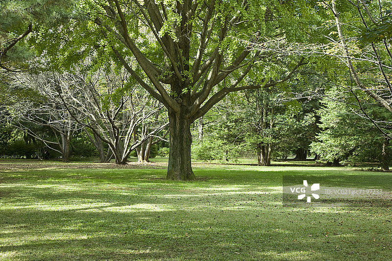 日本东京多摩公园里的树木图片素材