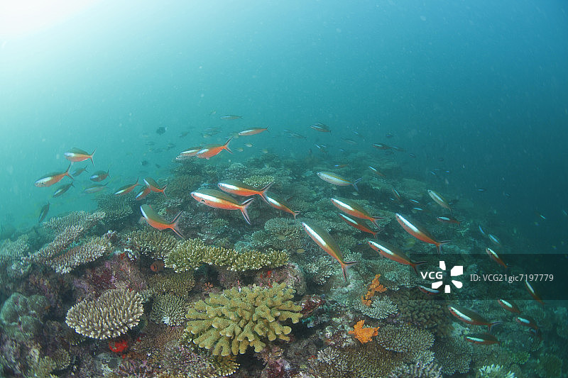 暗色带鲹鱼群图片素材