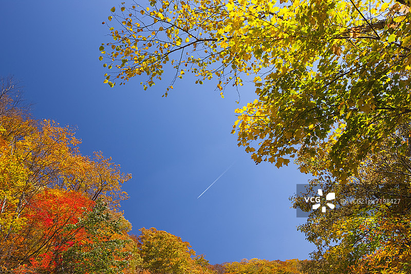 日本青森县白神山地的秋季树木与蓝天图片素材