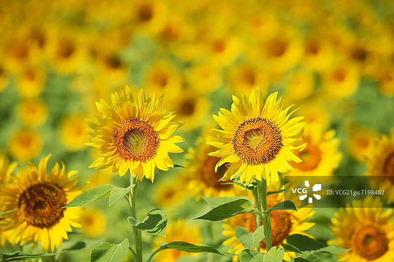 向日葵花田，全画幅，日本神奈川县座间市图片素材