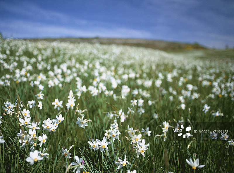 法国的黄水仙花田图片素材