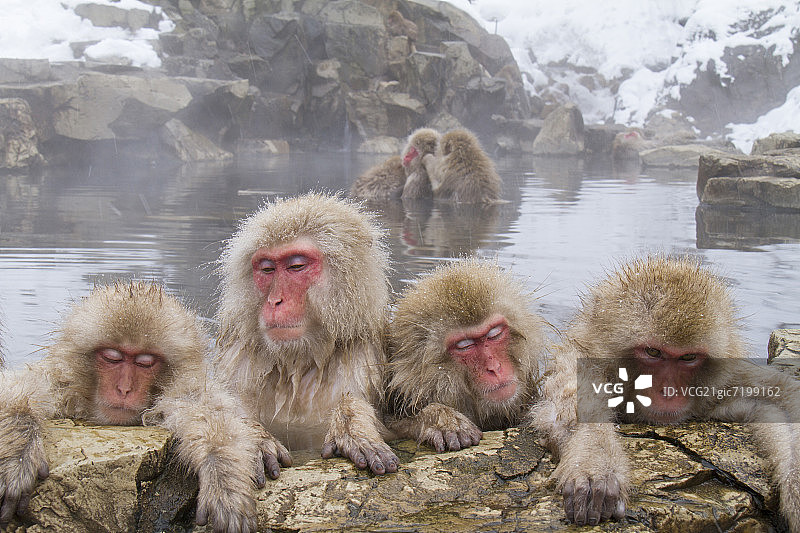 日本猕猴温泉长野图片素材