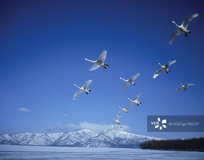 飞越日本北海道屈斜路湖的天鹅图片素材